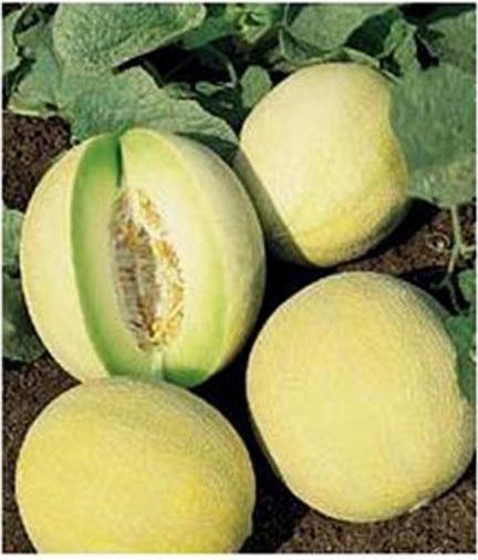 Honey Dew Melon Venus