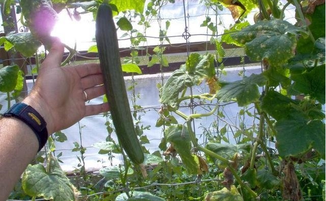 Greenhouse Cucumber Tyria