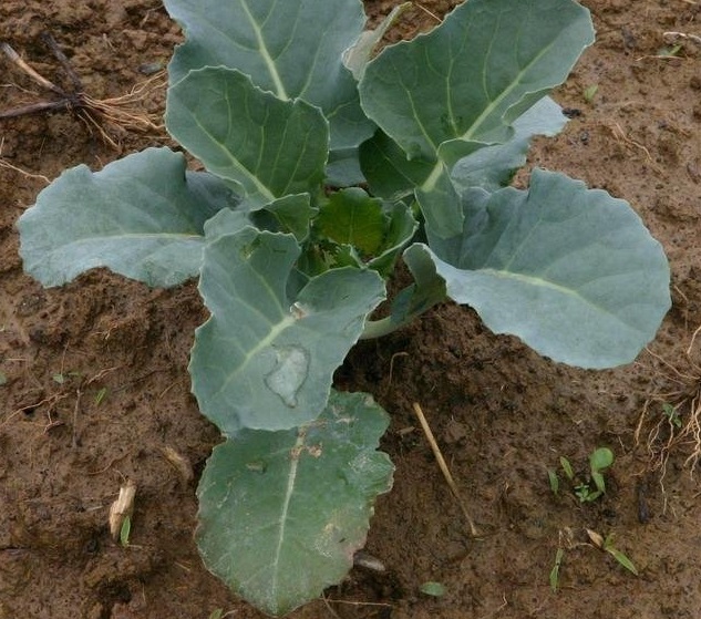 Broccoli Waltham