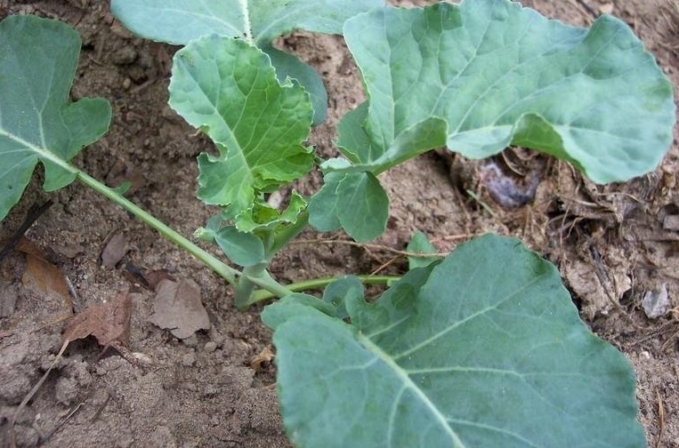 Broccoli Green Comet