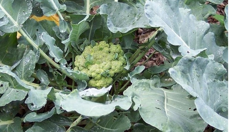 Brassica, Broccoli Green Goliath
