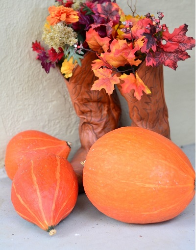 Hubbard Squash, Winter Squash Golden Delicious