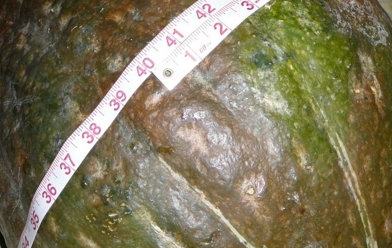 Hubbard Squash, Winter Squash Green Hubbard