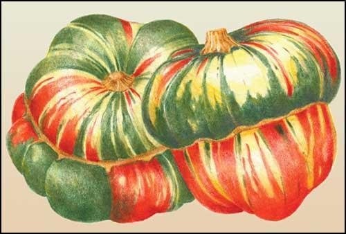 Buttercup Squash, Winter Squash Turks Turban