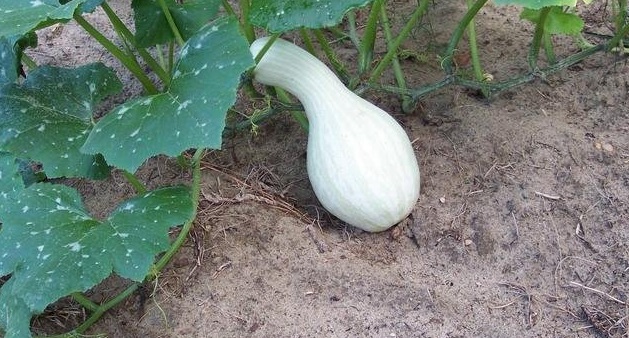 Cushaw Pumpkin, Winter Squash White Cushaw