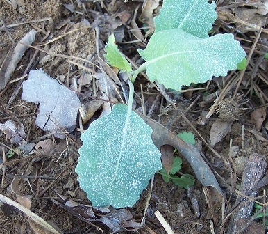Kohlrabi Grand Duke