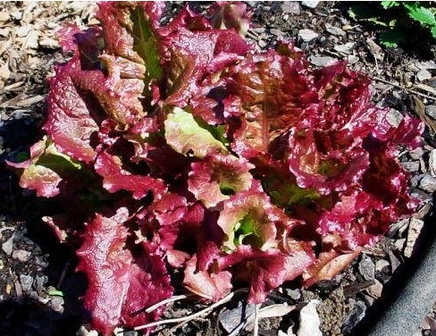 Lettuce, Loose Leaf Lettuce Royal Red