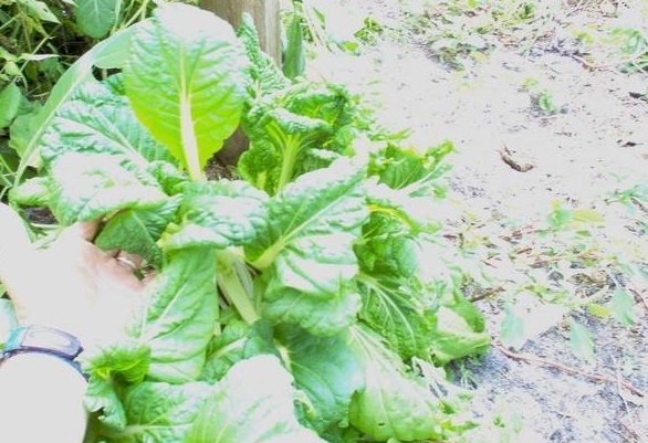 Chinese Flat Cabbage, Rosette Pakchoi, Broad-beak Mustard Vitamin Green