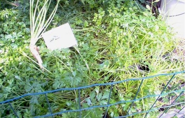 Petroselinum, Hamburg Parsley, Turnip-Rooted Parsley Bartowich Long