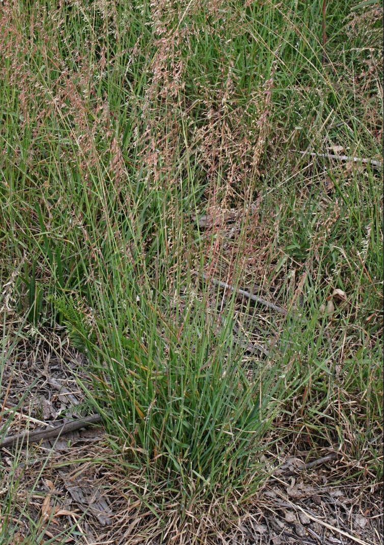 Perennial Veldtgrass