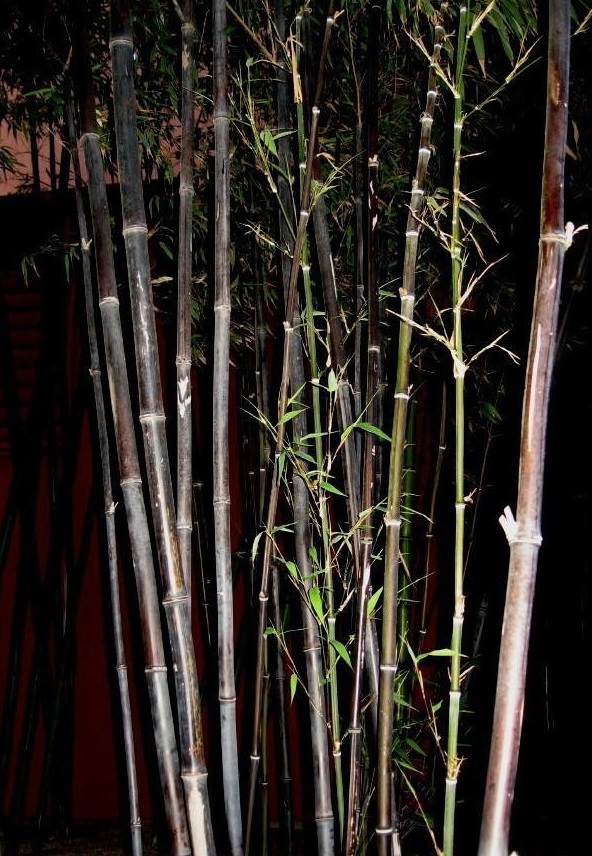 Phyllostachys, Giant Black Bamboo Daikokuchiku