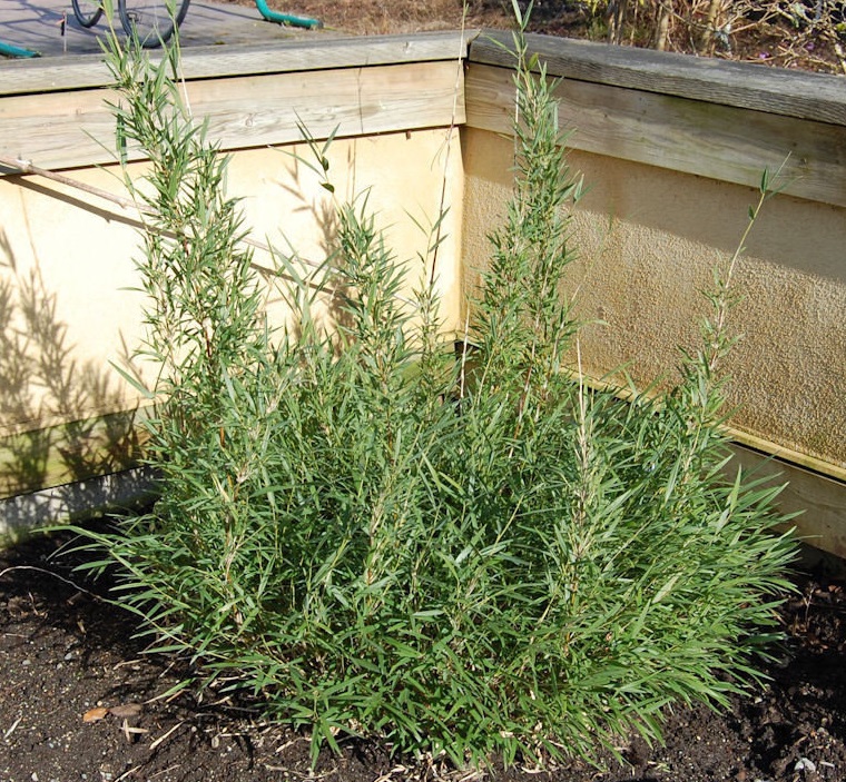 Chusquea Species, Argentina Mountain Bamboo