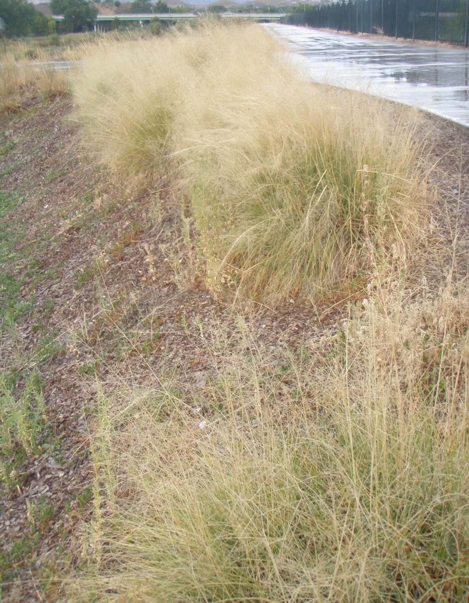 Alkali Sacaton