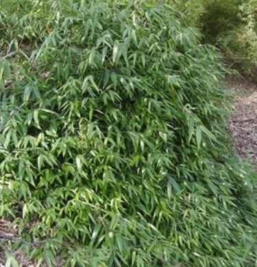 Ampelocalamus Species, Tropical Bamboo