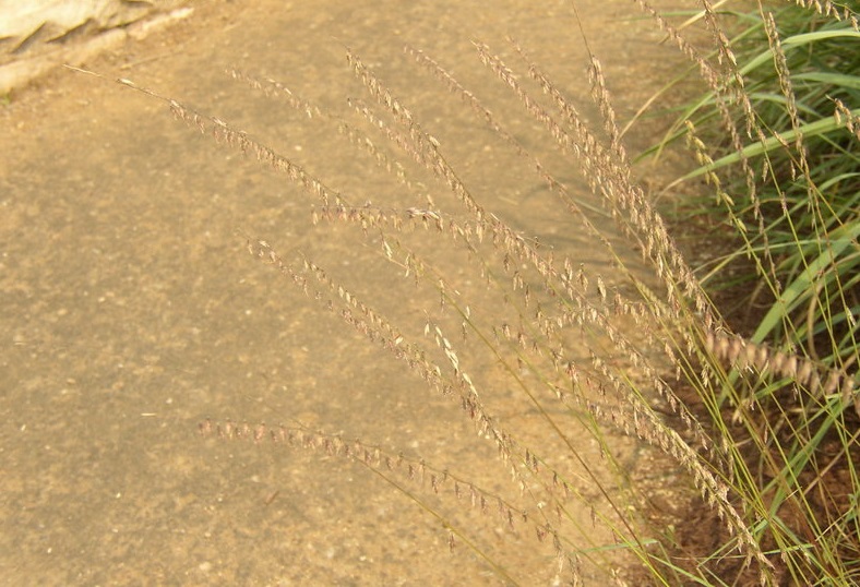 Sideoats Grama Trailway