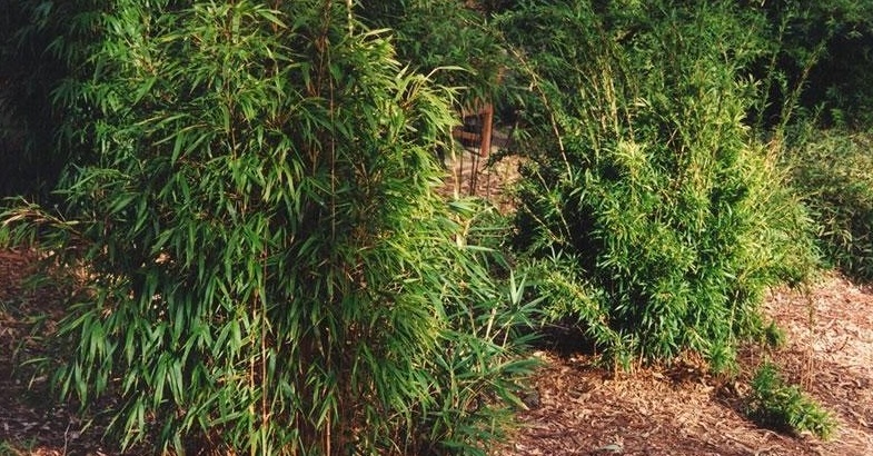 Chimonobambusa, Square Bamboo Suow