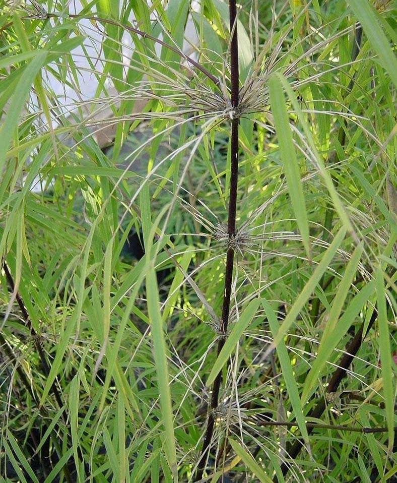 Chusquea Species, Circinata Bamboo