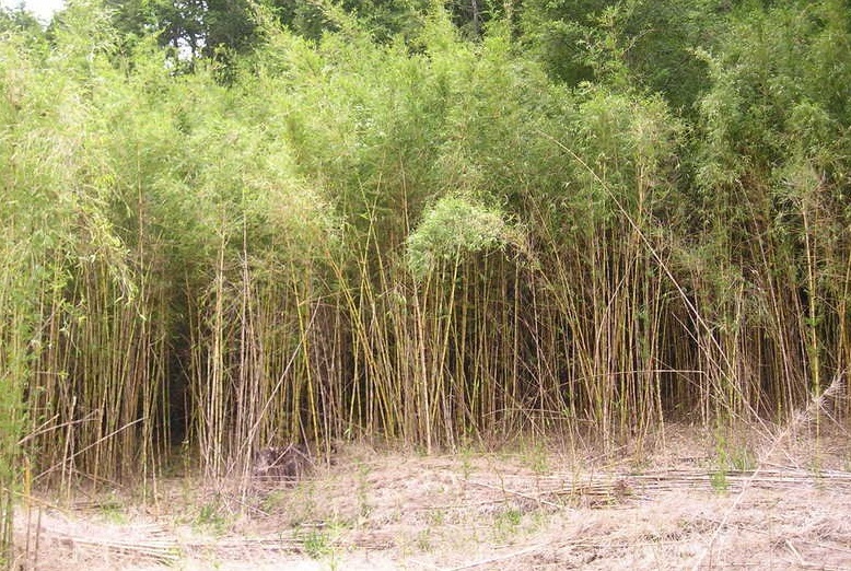 Chusquea Species, Giant Bamboo