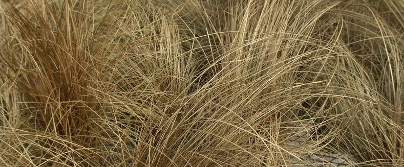 Carex, New Zealand Hair Sedge Bronco