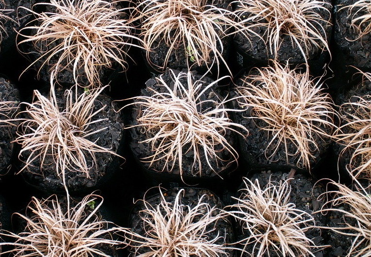 Carex, New Zealand Hair Sedge Red