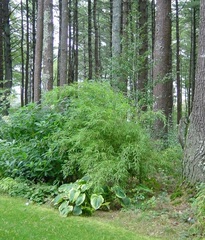 Yushania Species, African Bamboo, Anceps Bamboo, Jaunsar Bamboo