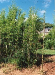 Yushania, Anceps Bamboo, Ringal 'Pitt White'