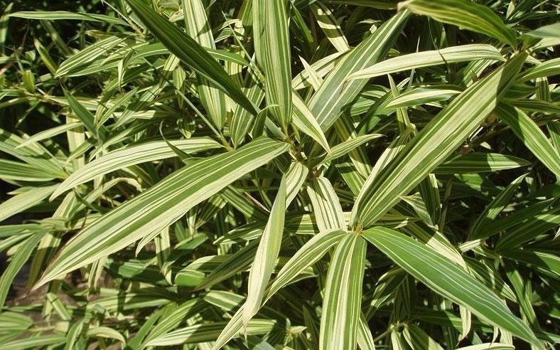 Sinobambusa, Chinese Temple Bamboo Albostriata