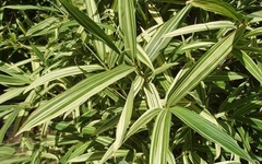 Sinobambusa, Chinese Temple Bamboo 'Albostriata'