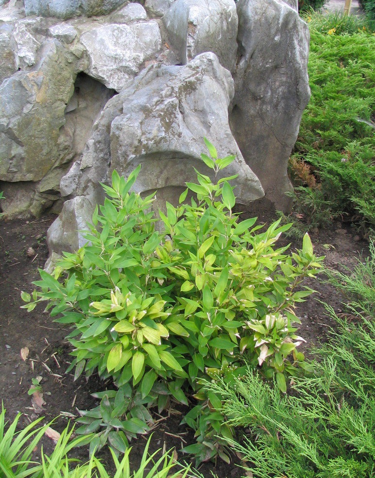 Shibataea Species, Chinese Bamboo