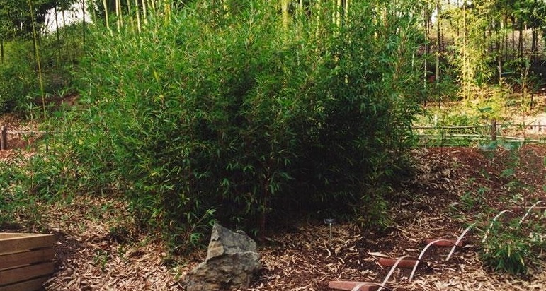 Semiarundinaria Species, Makino Bamboo