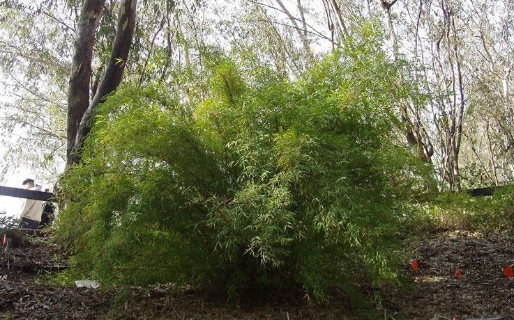 Himalayacalamus Species, Tibetan Princess Bamboo