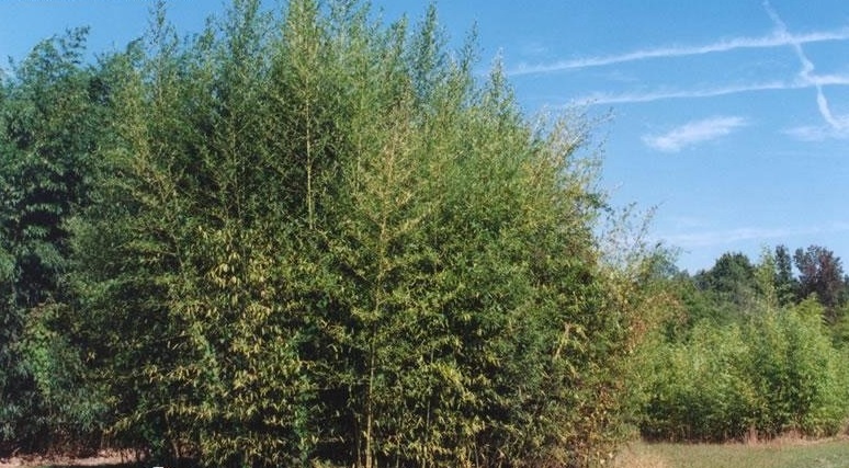 Phyllostachys, Stone Bamboo Incense