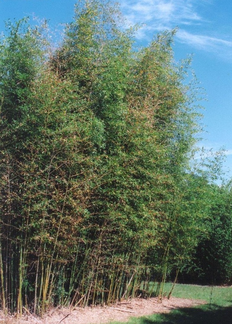 Phyllostachys Species, Chinese Bamboo, Elegant Bamboo