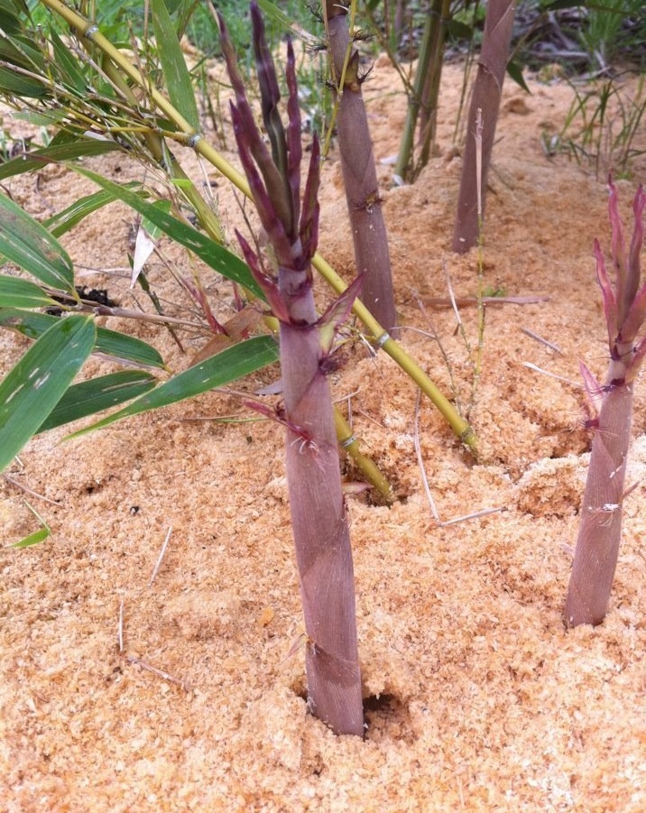 Phyllostachys, Black Stripe Bamboo Megurochiku