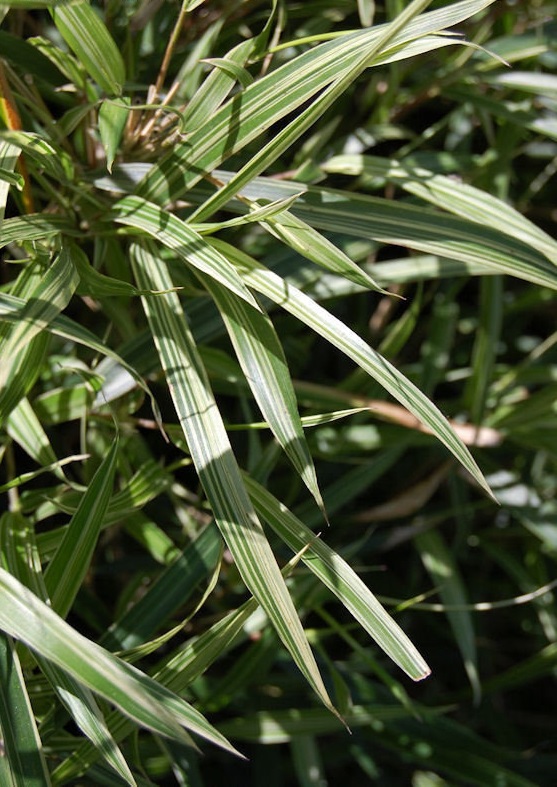 Pleioblastus, Dwarf Variegated Bamboo Vaginatus Variegatus