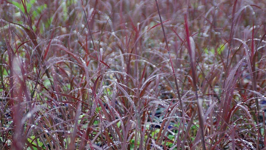 Andropogon, Big Bluestem, Turkeyfoot Blackhawks
