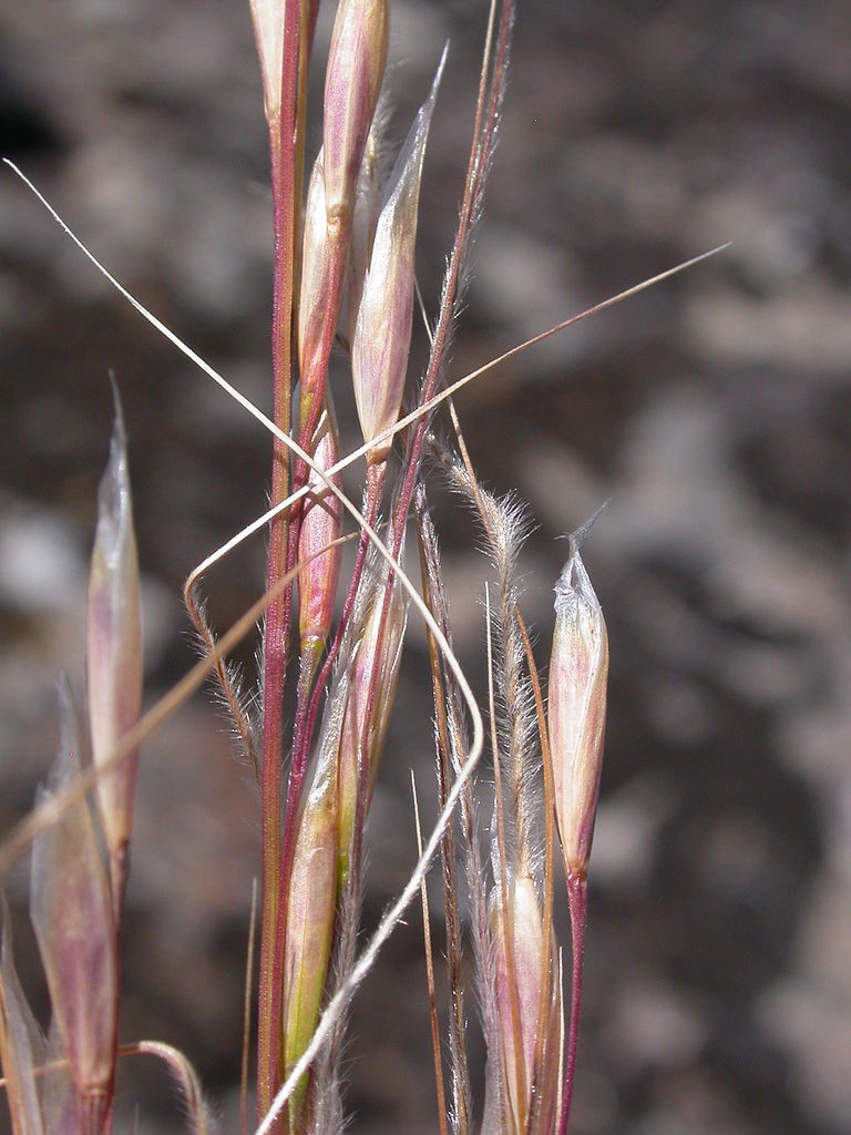 Stipa Species, Thurbers Needlegrass