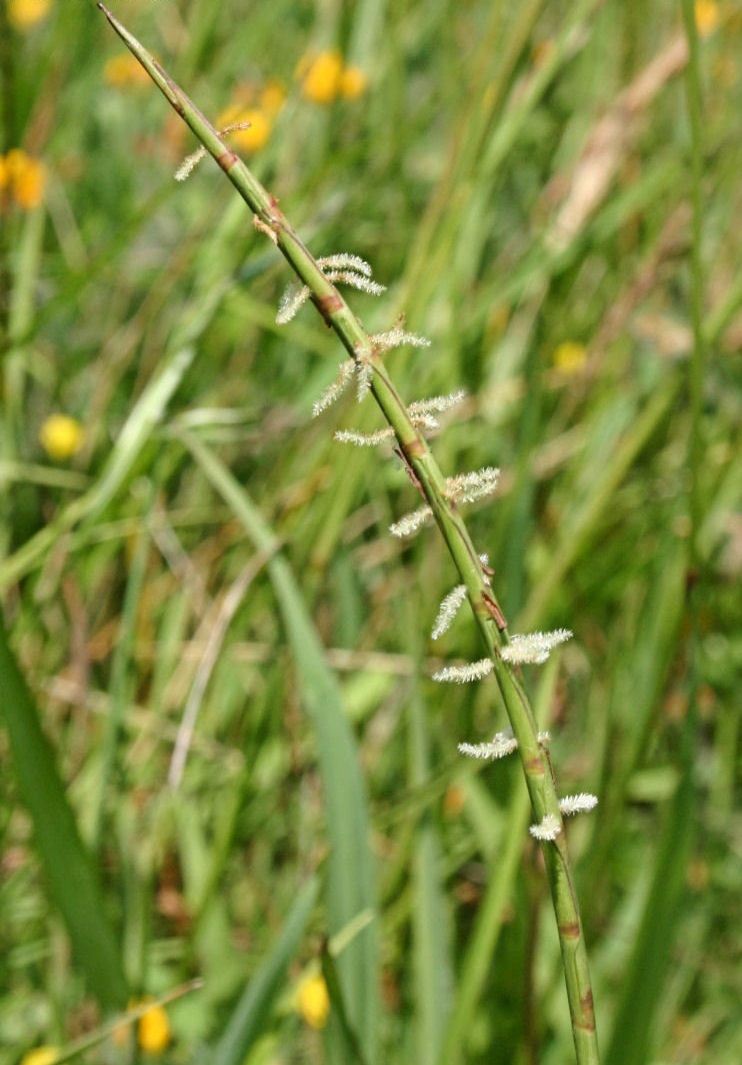 Common Barbgrass