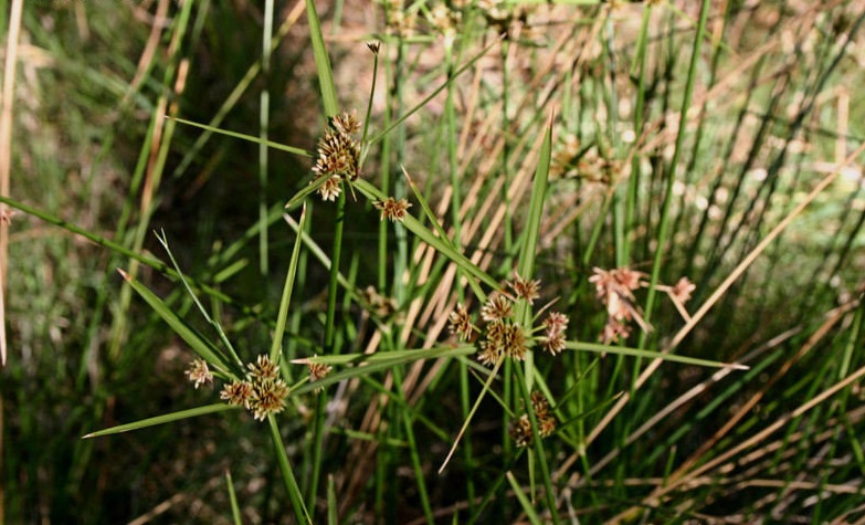 Stiff Flat-sedge