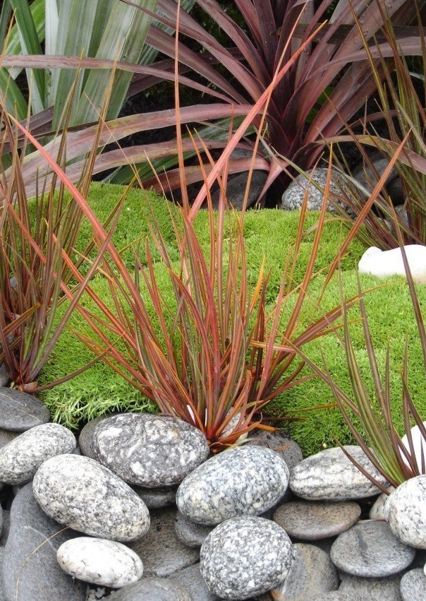 Libertia, New Zealand Iris Taupo Blaze
