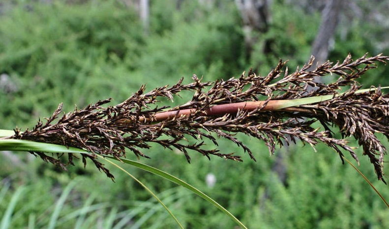 Gahnia Species, Tall Saw-Sedge