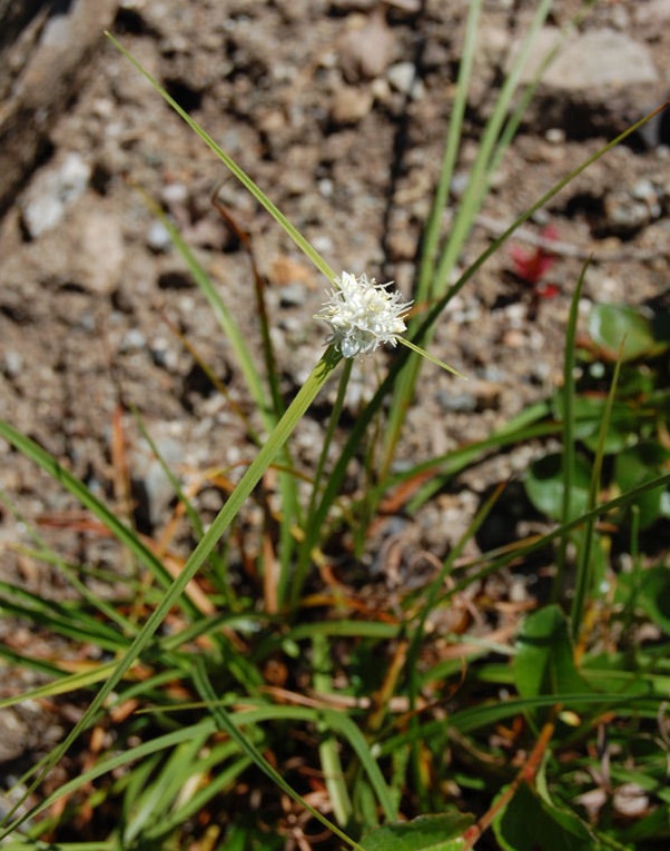 Snow Sedge