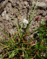 Snow Sedge
