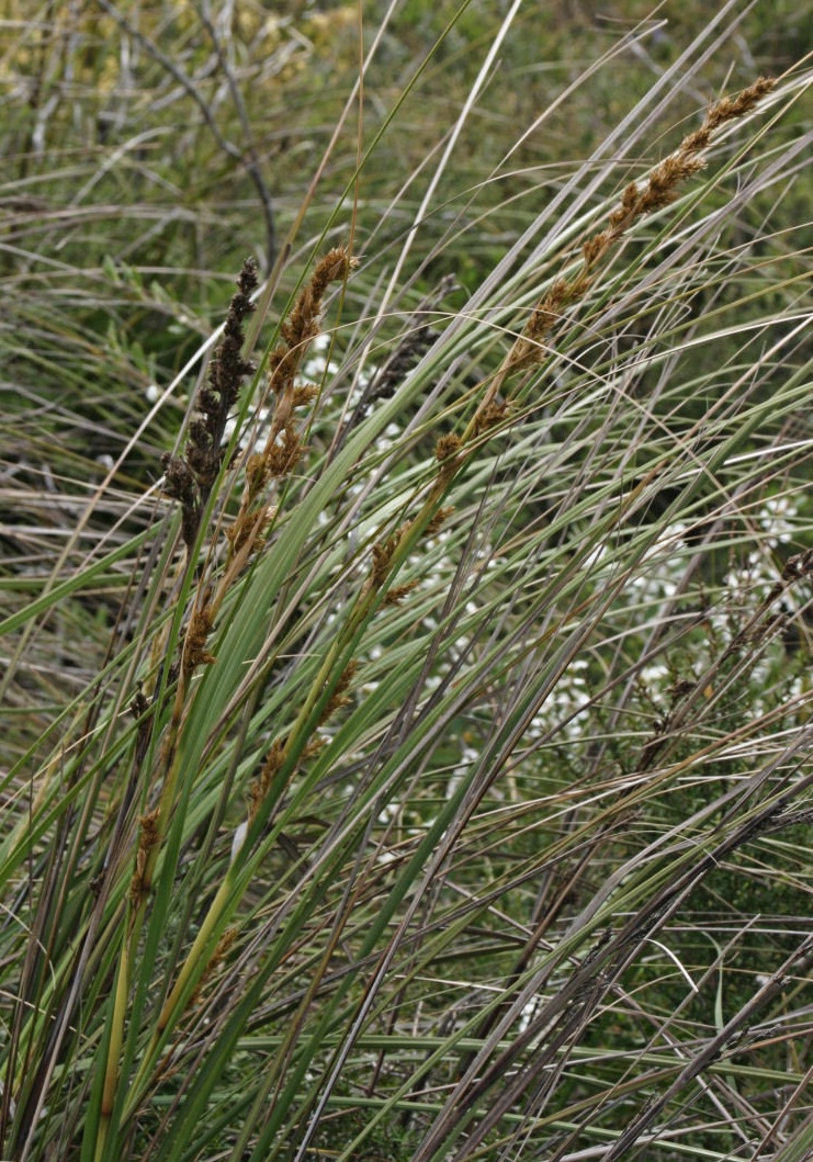 Gahnia Species, Coast Saw-Sedge
