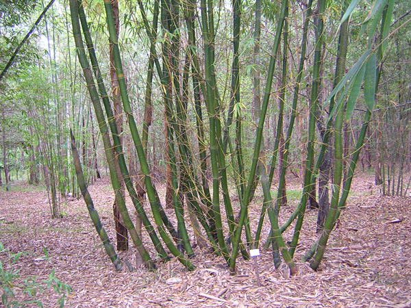Bambusa Species, Ox Horn Bamboo