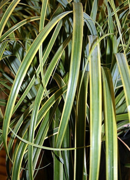 Mutton Bird Sedge Rekohu Sunrise