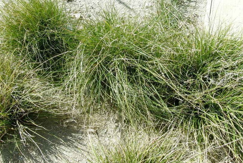 Foothill Sedge, Splitawn Sedge