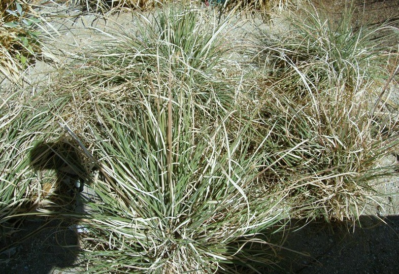 Muhlenbergia Species, Soft Muhly