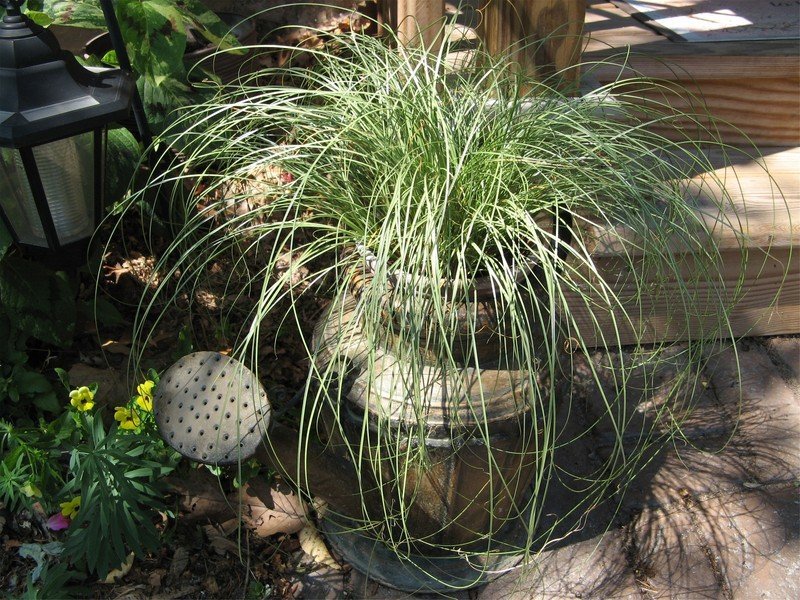 New Zealand Hair Sedge Amazon Mist