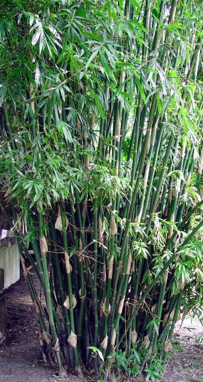 Bambusa, Blowpipe Bamboo, Long-Branched Bamboo Silverstripe